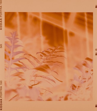 A close-up of a beautifully aged vintage print with intricate details and warm tones.