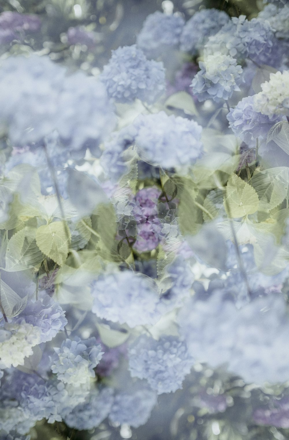 white and pink flowers during daytime