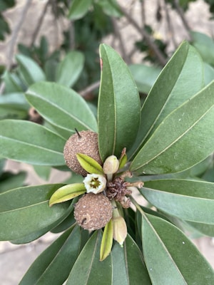 A close-up view of a cluster of green leaves with a central focus on small brown fruits and a white flower. The leaves are thick, oblong, and have a smooth texture. The fruits are round with a slightly rough surface, and the flower has a few petals with a visible stamen in the center.