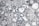 The image depicts a microscopic view of a cellular structure with numerous circular blue elements scattered throughout a textured, grayscale background. The scene resembles a cross-section of complex organic material with various bubble-like formations.