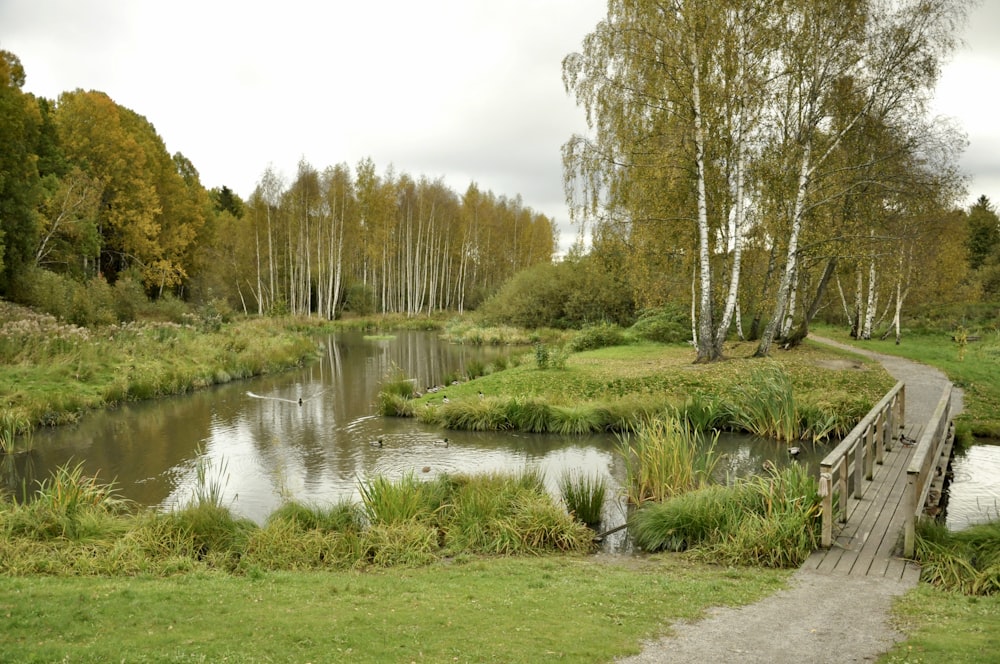 Champ d’herbe verte près de la rivière pendant la journée
