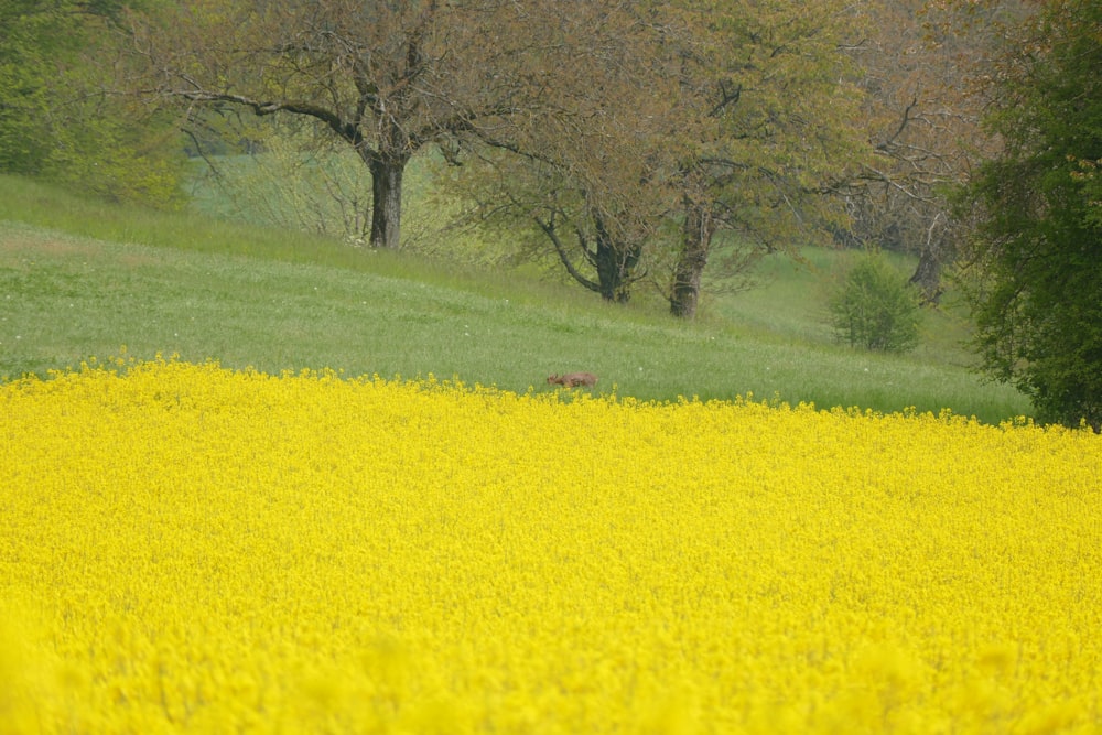 yellow flower field near bare tree during daytime
