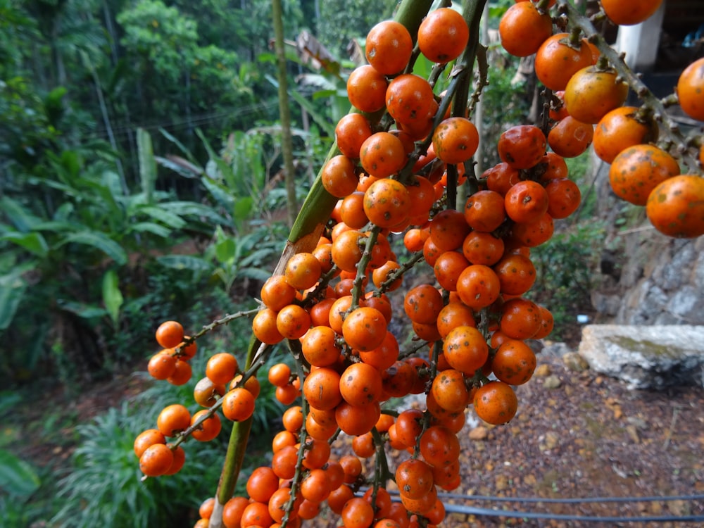 orange fruits on brown soil