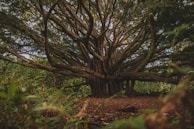 Elders sharing stories and wisdom under the shade of a large banyan tree.