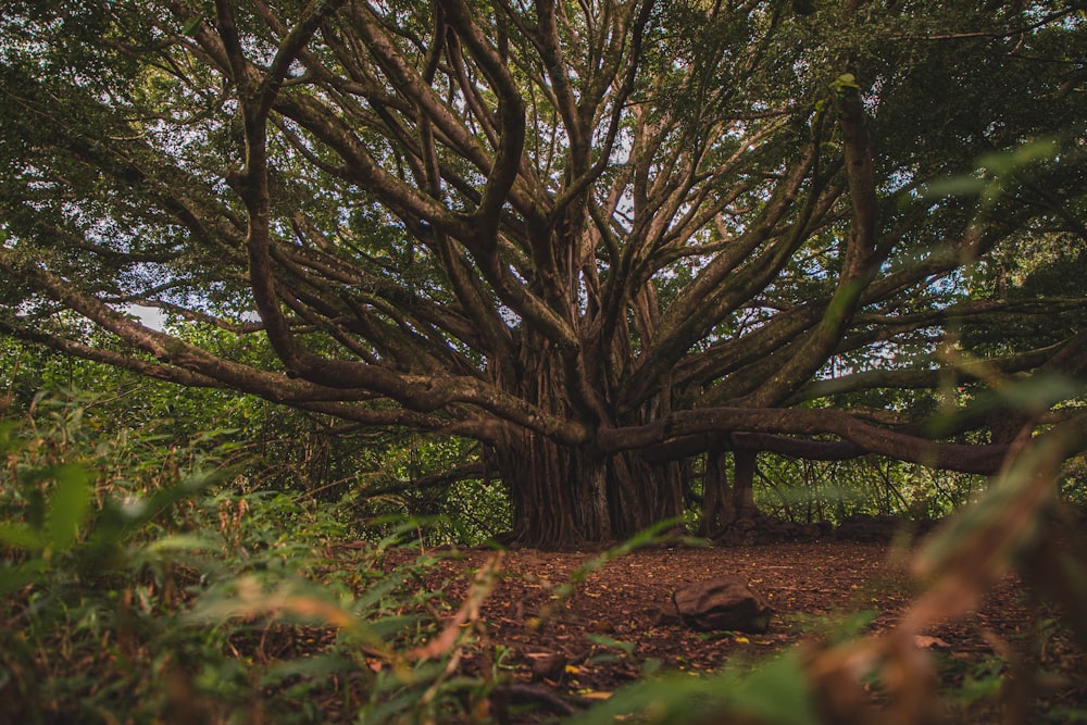 brown tree trunk on brown dried leaves