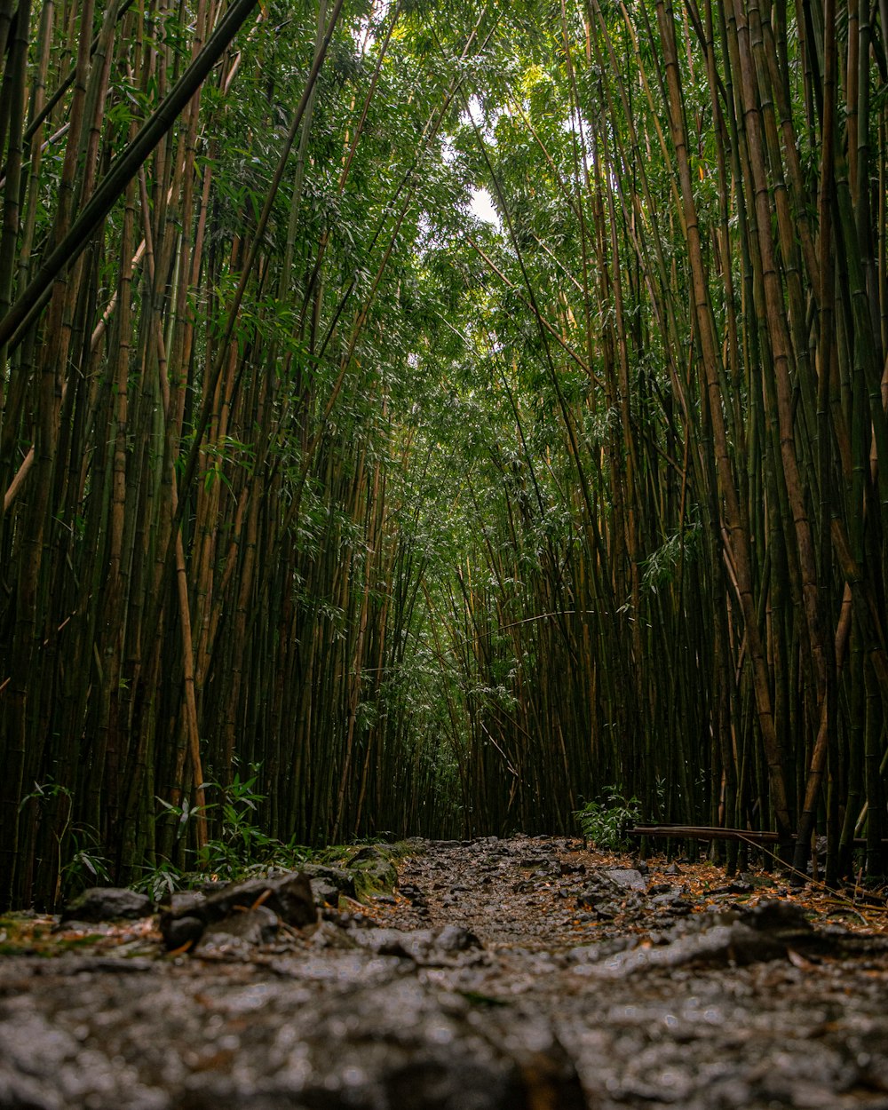 bambous verts pendant la journée