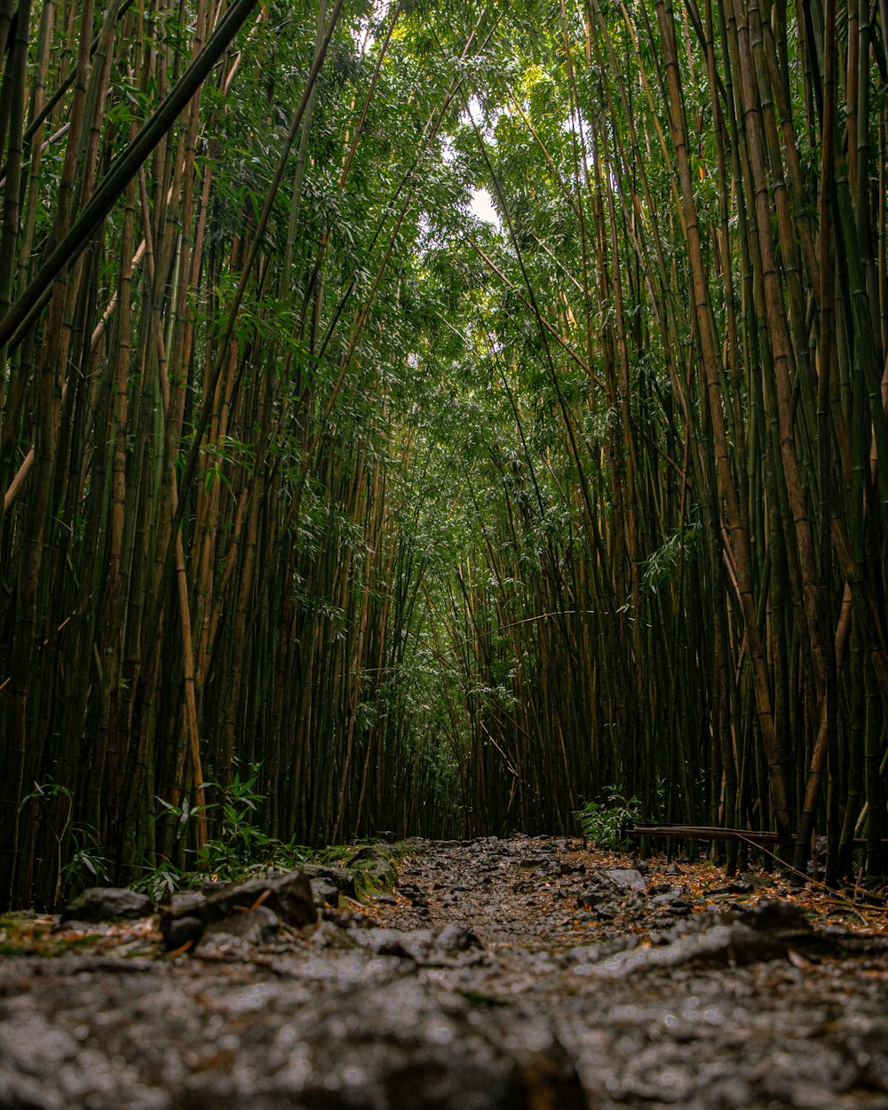 green bamboo trees during daytime