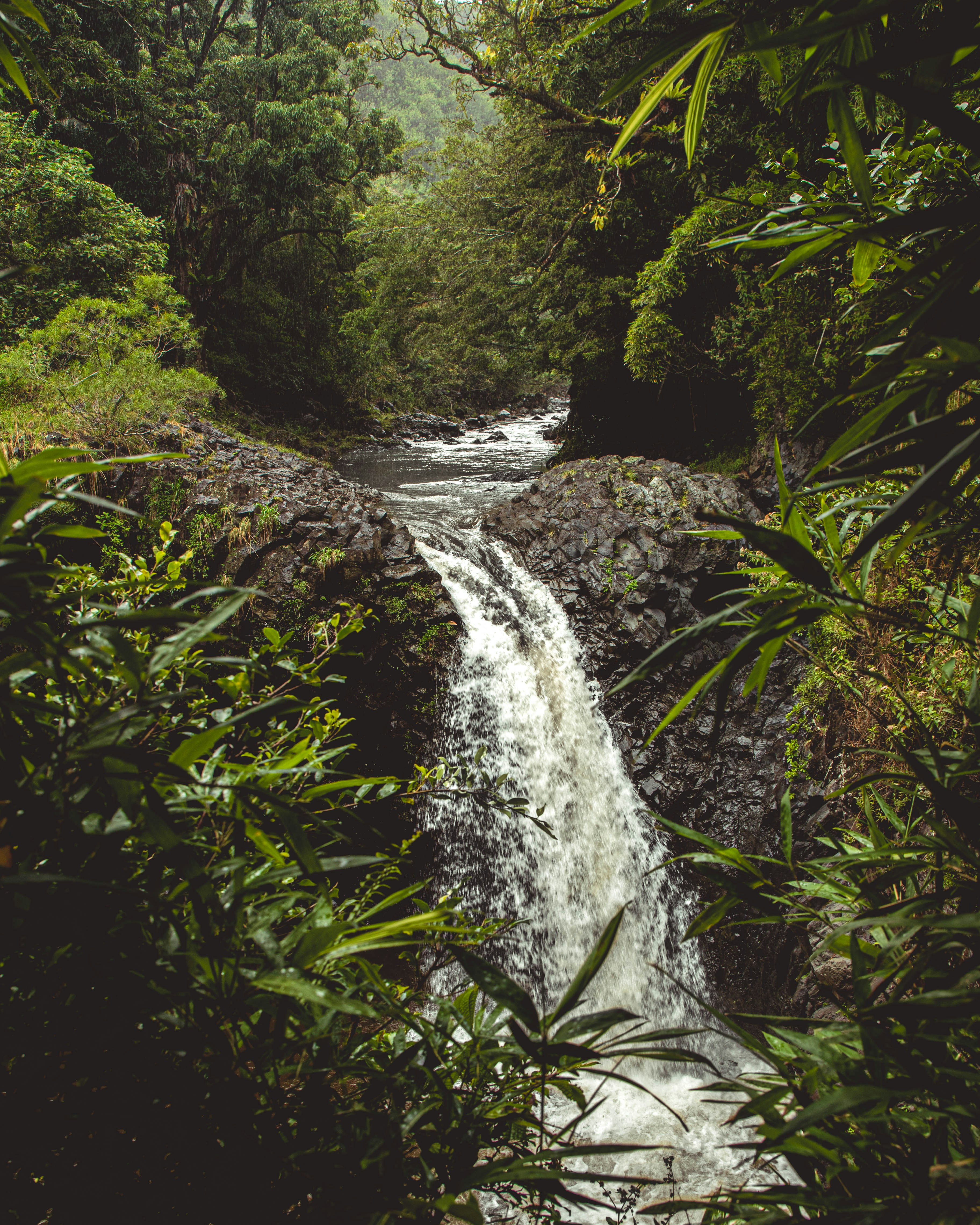 緑の植物の真ん中に水が落ちる