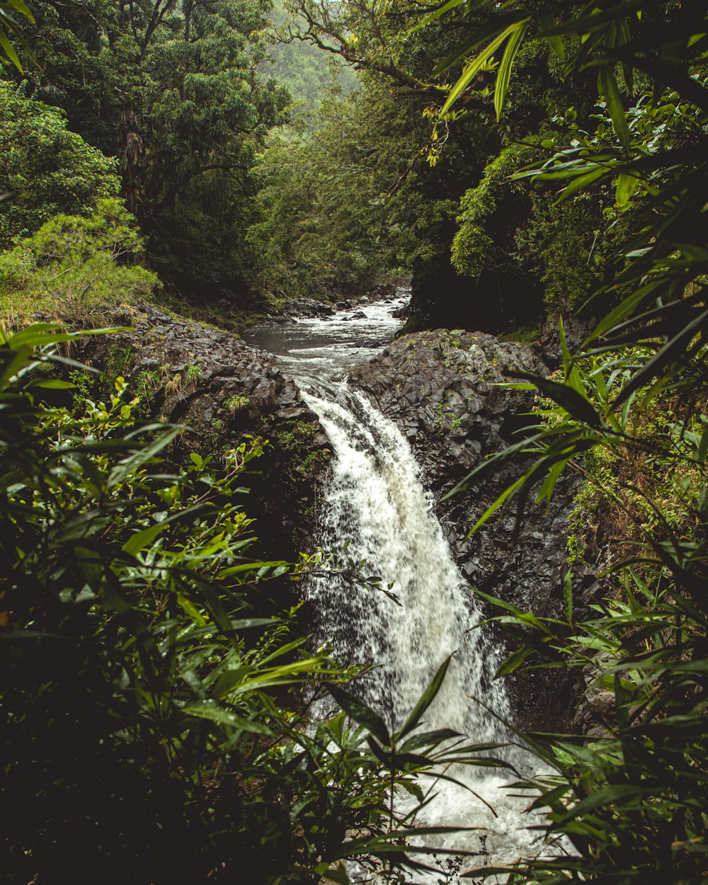 water falls in the middle of green plants