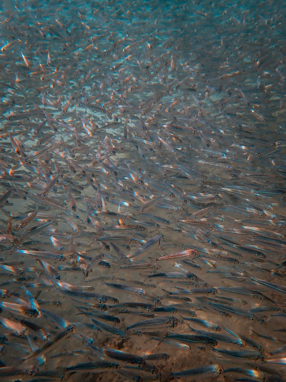 blue and white fish on water