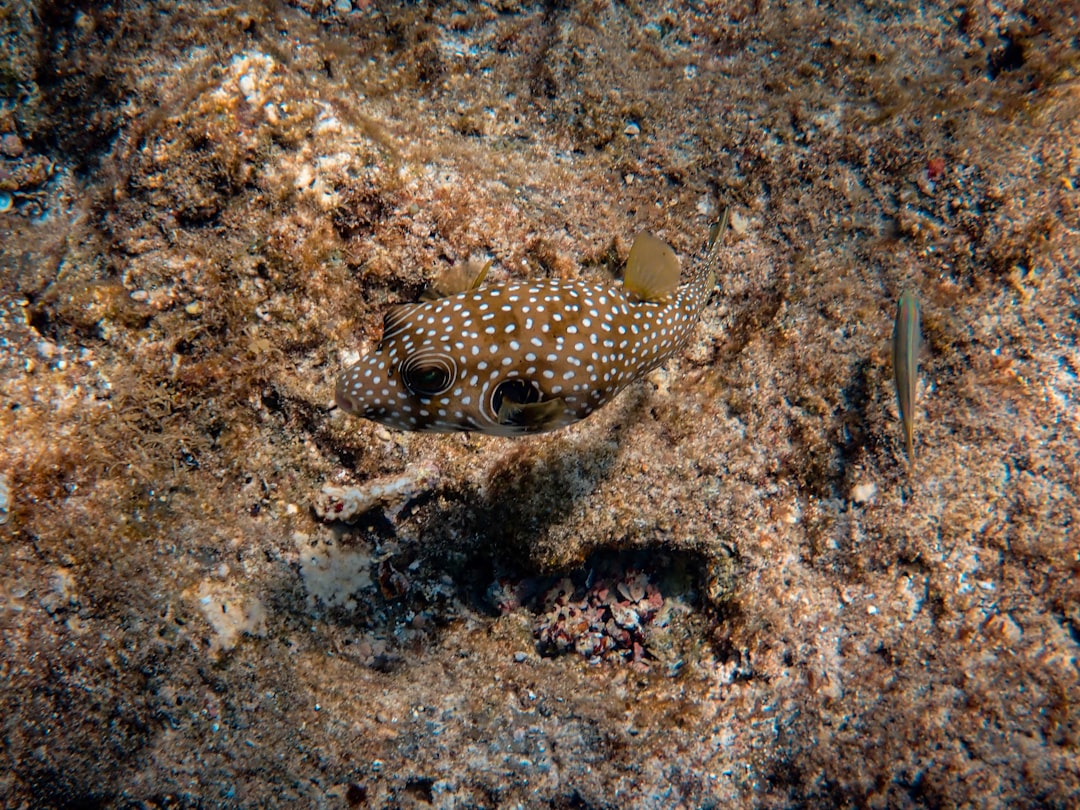 brown and black spotted fish on brown sand