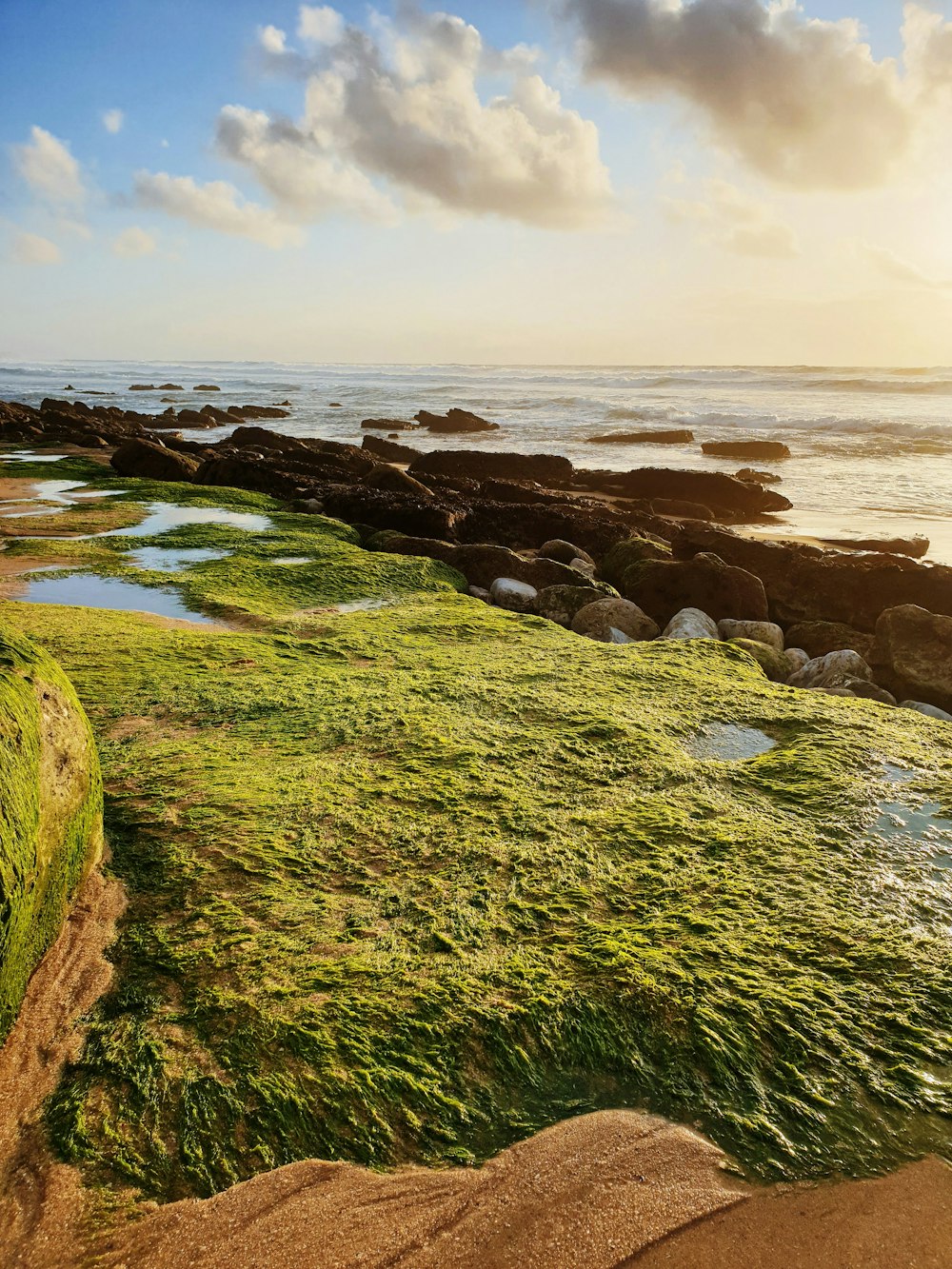Musgo verde en una roca marrón cerca del mar durante el día