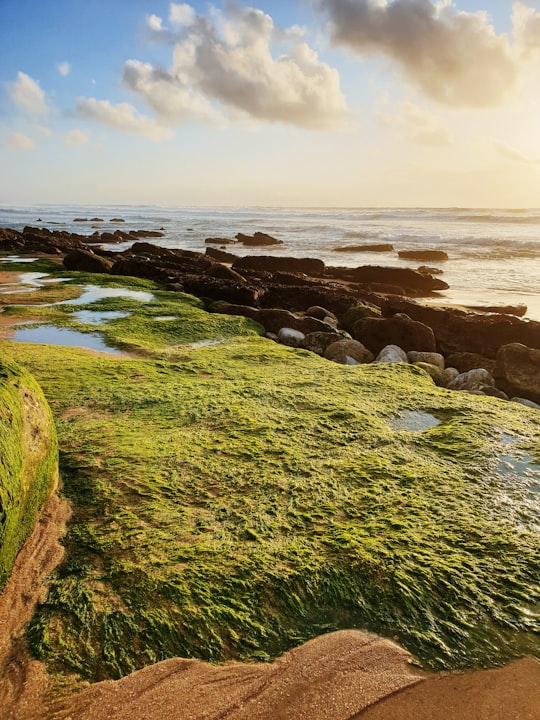 green moss on brown rock near sea during daytime in Ericeira Portugal