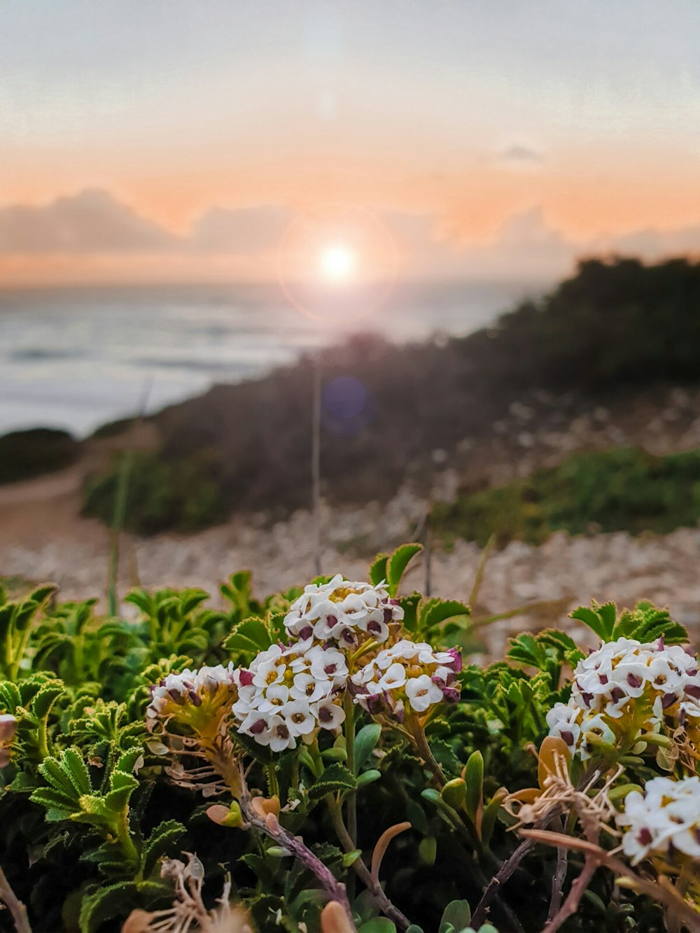 white flowers near body of water during sunset