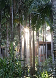 Morning light filtering through palm trees at a campsite oasis