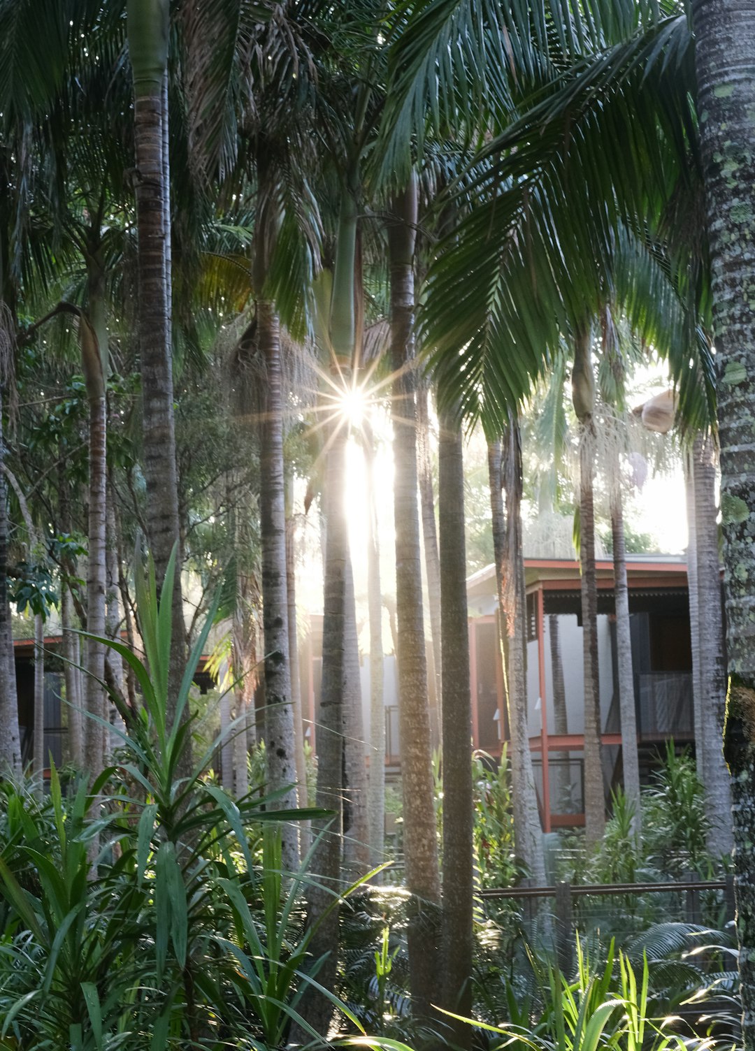 travelers stories about Jungle in Byron Bay, Australia