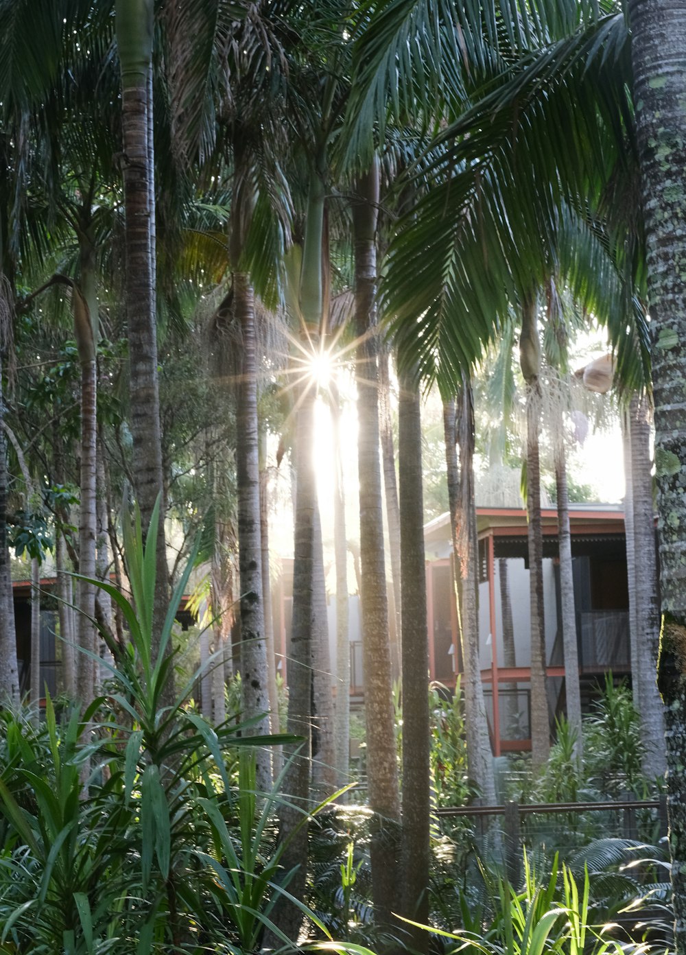 green palm tree near white wooden house during daytime