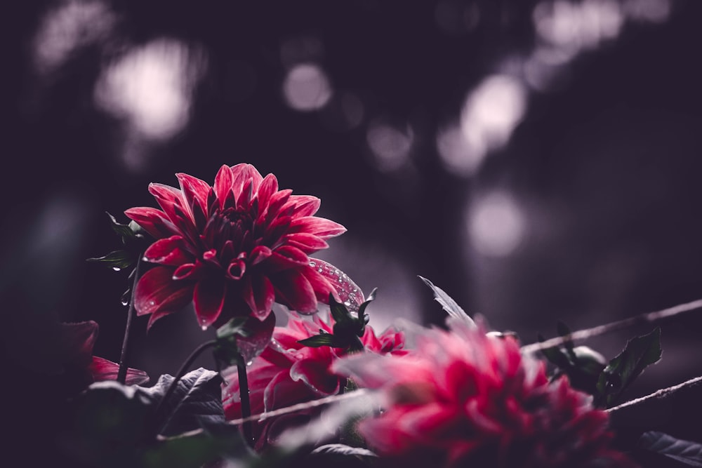 red flower in tilt shift lens