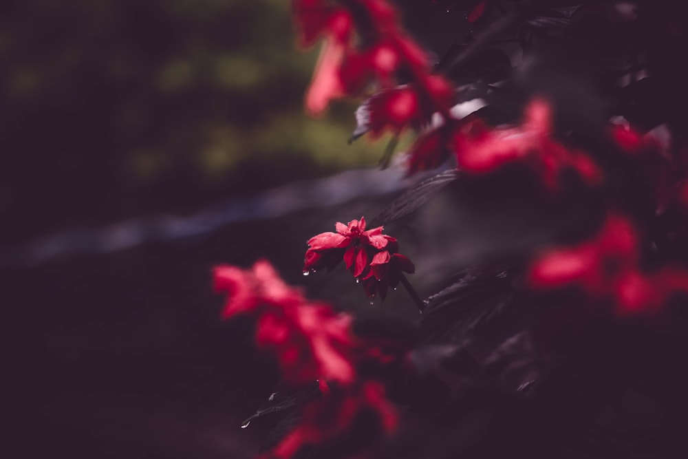 red maple leaves in close up photography