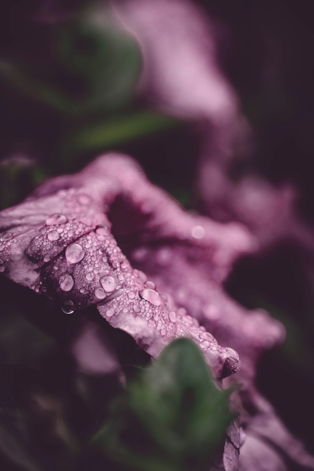 water droplets on purple leaf