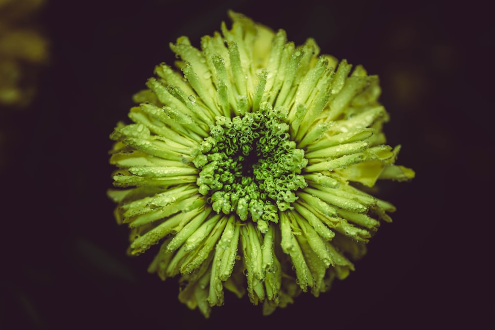 yellow flower in black background