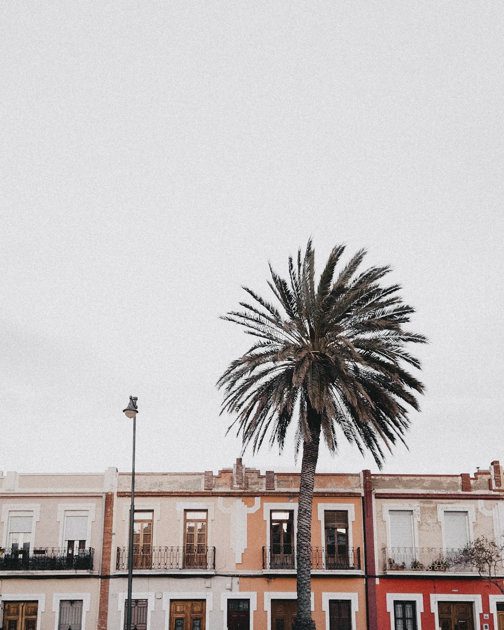 palm tree near brown concrete building during daytime