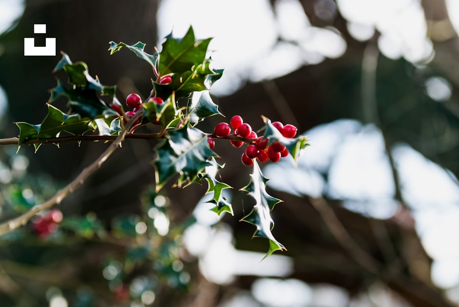 Holly Berries Pictures  Download Free Images on Unsplash