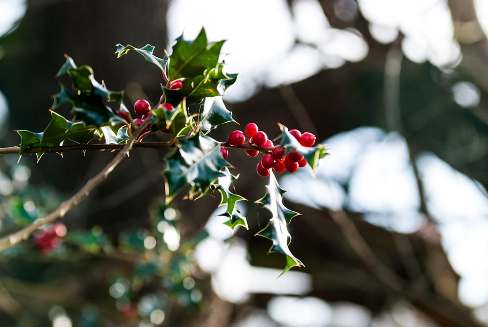 a branch of holly with red berries and green leaves