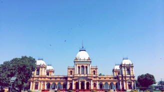 flock of birds flying over white concrete building during daytime