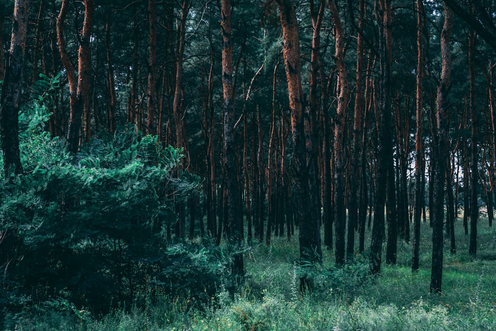 green grass and trees during daytime