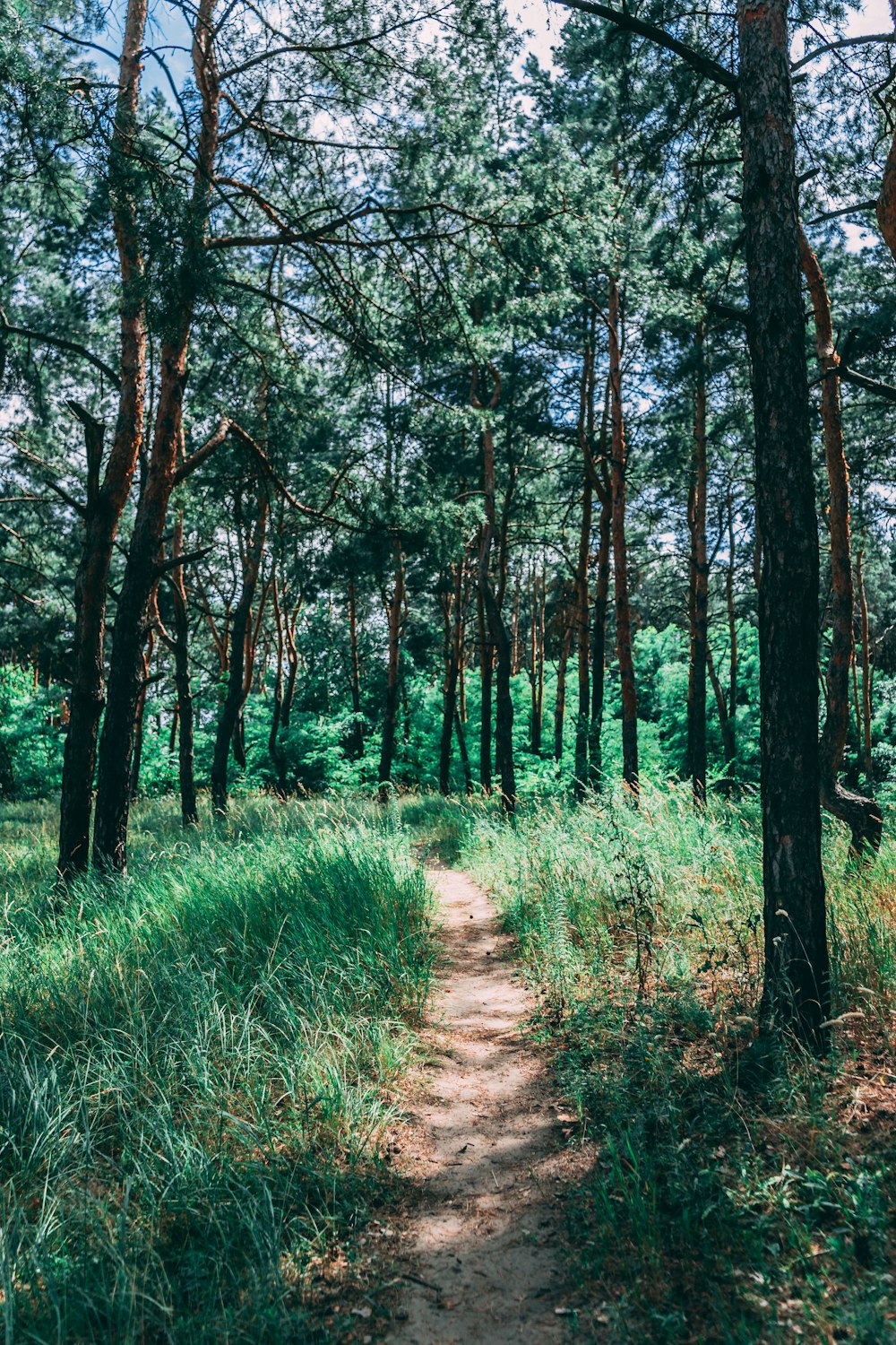 green grass and brown pathway