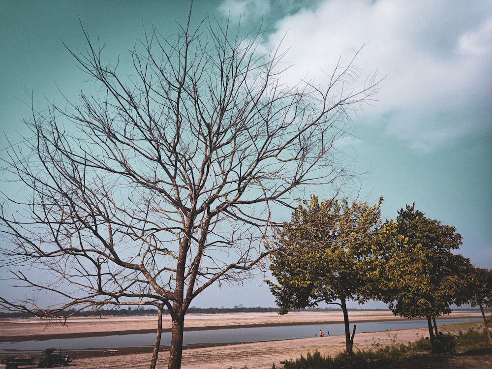 leafless tree on brown field under blue sky