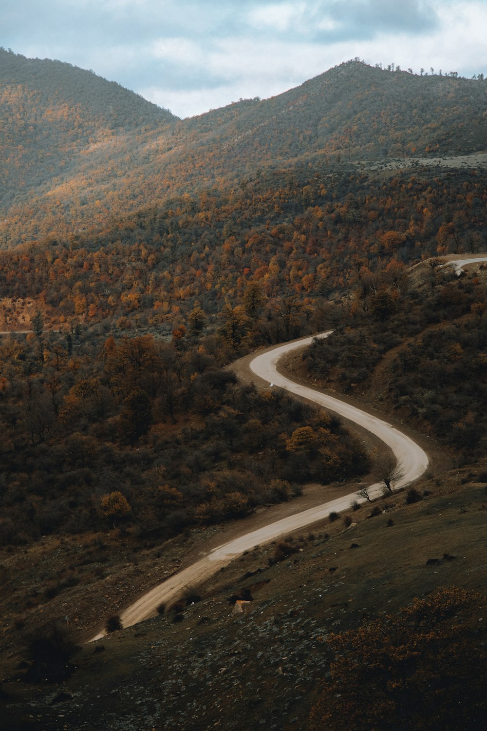 aerial view of road in the middle of trees