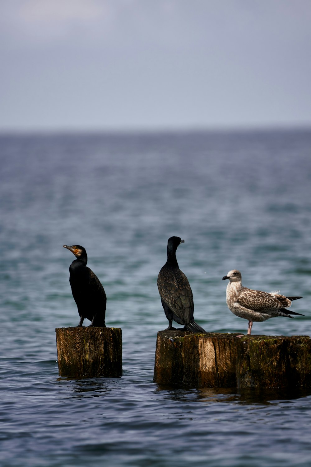 flock of birds on wooden post near body of water during daytime