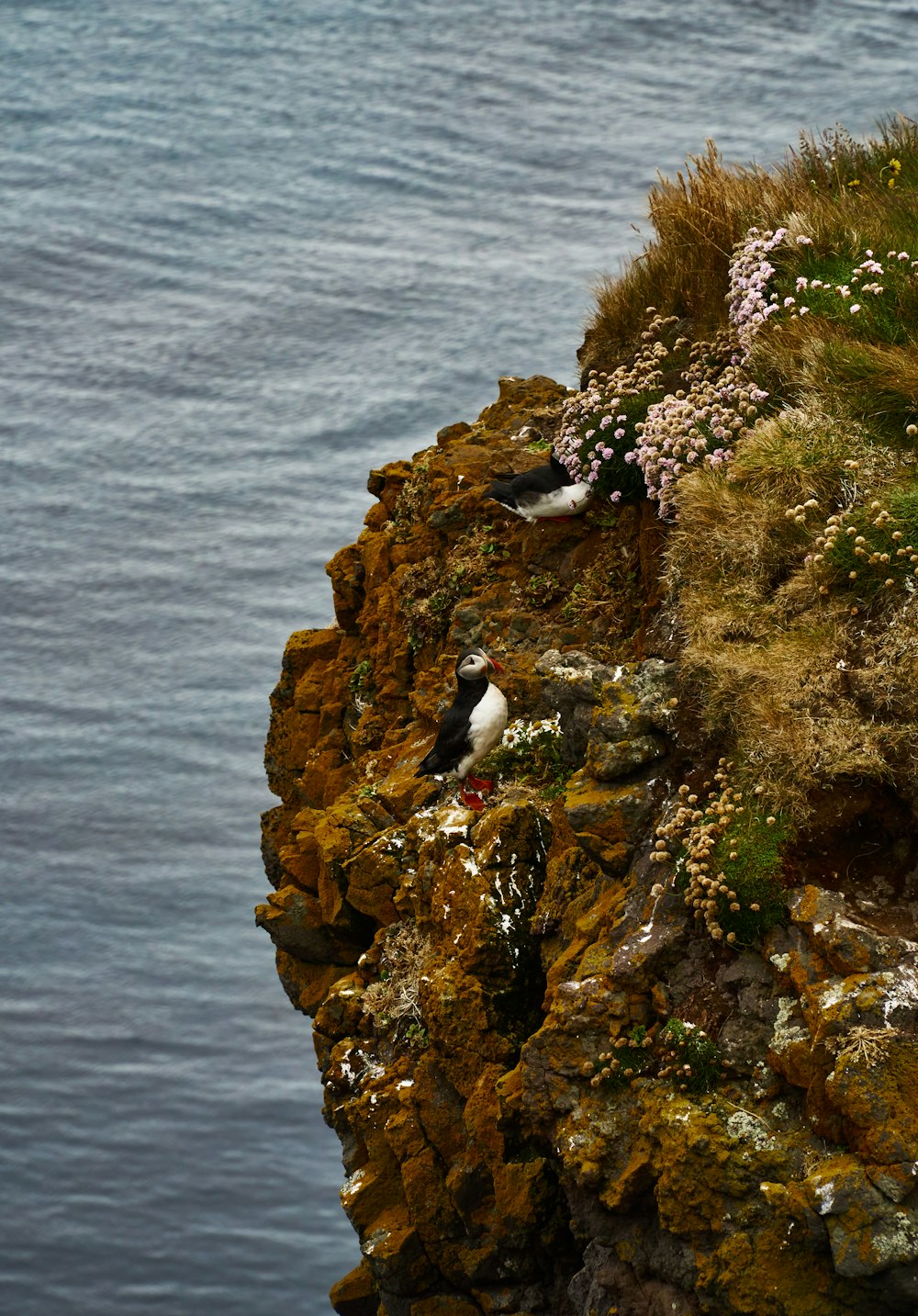 black and white bird on brown rock near body of water during daytime