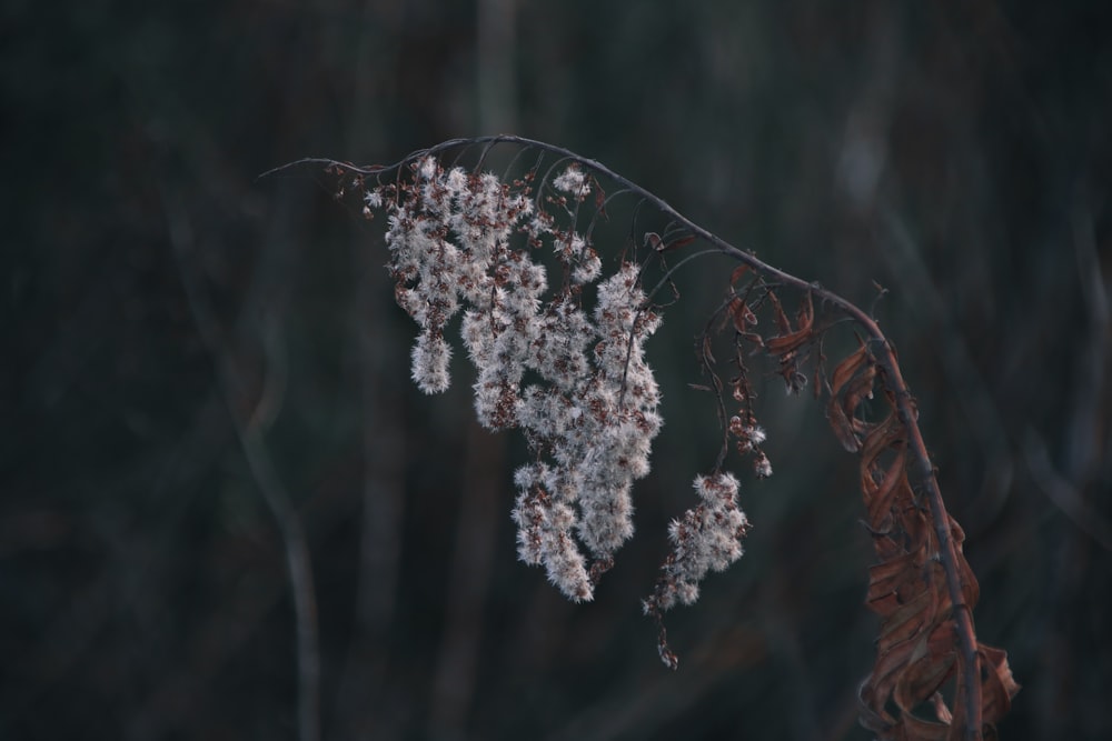 white flower in tilt shift lens