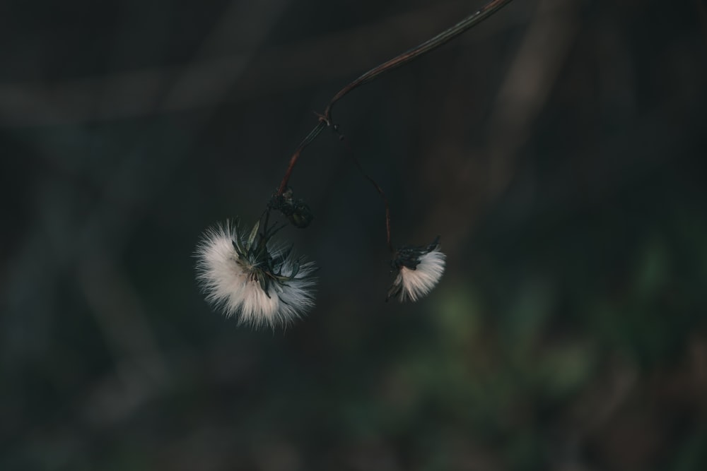 white dandelion in close up photography