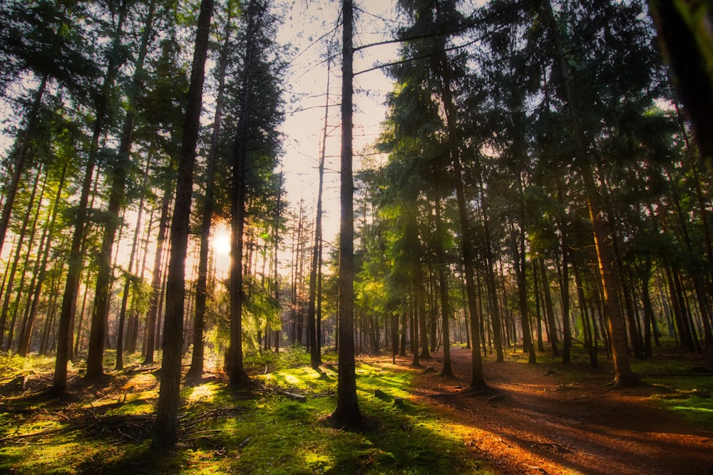 green trees on forest during daytime