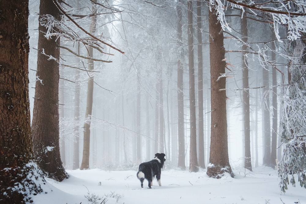 black and white short coat medium dog on snow covered ground during daytime