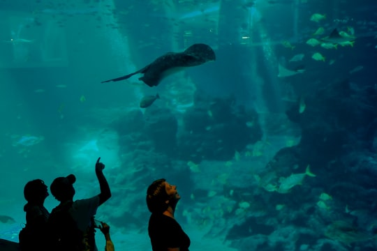 woman in black long sleeve shirt standing in front of aquarium with fish in Sentosa Gateway Singapore