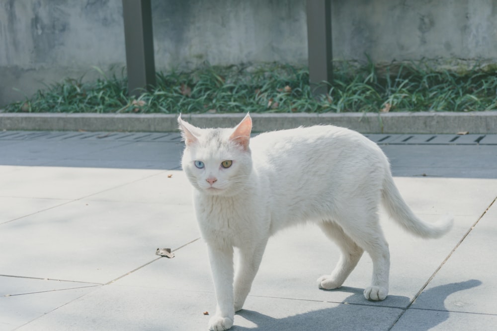 white cat walking on gray concrete floor during daytime
