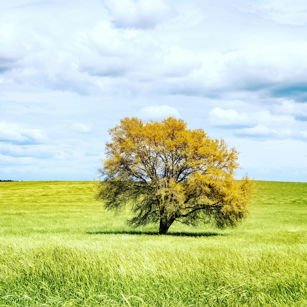 campo de hierba verde con árbol marrón bajo el cielo azul durante el día