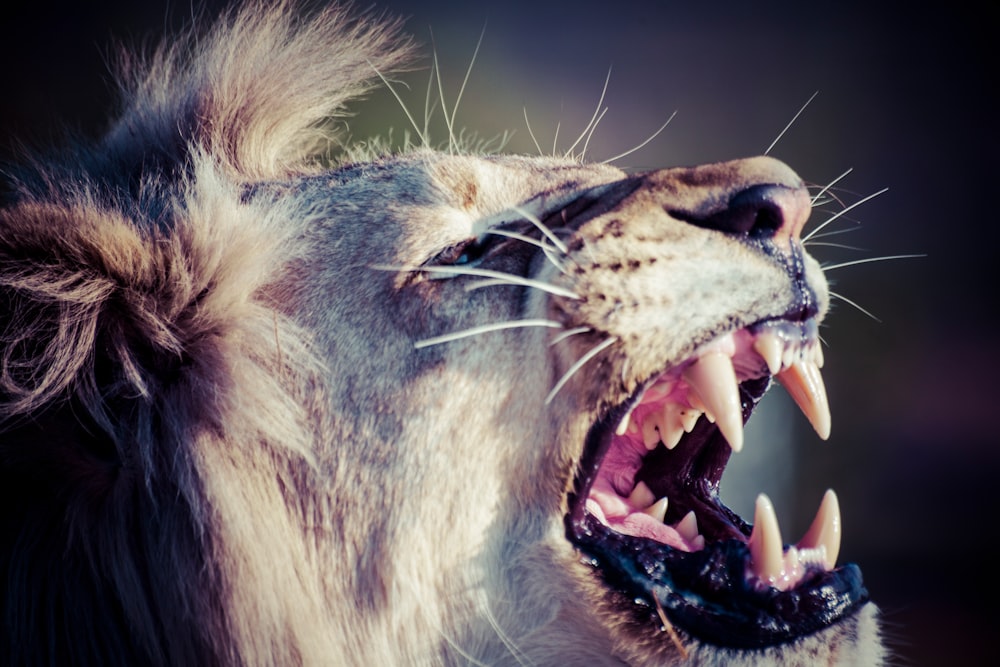 brown lion with mouth open
