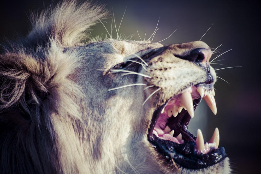 brown lion with mouth open