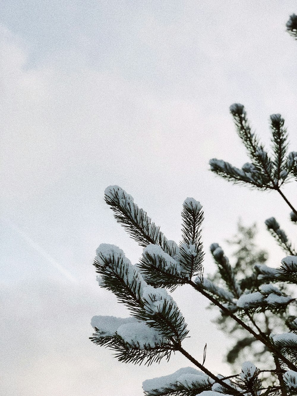 green pine tree covered with snow