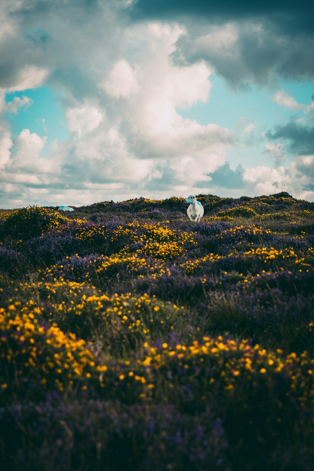 yellow flower field under blue sky during daytime