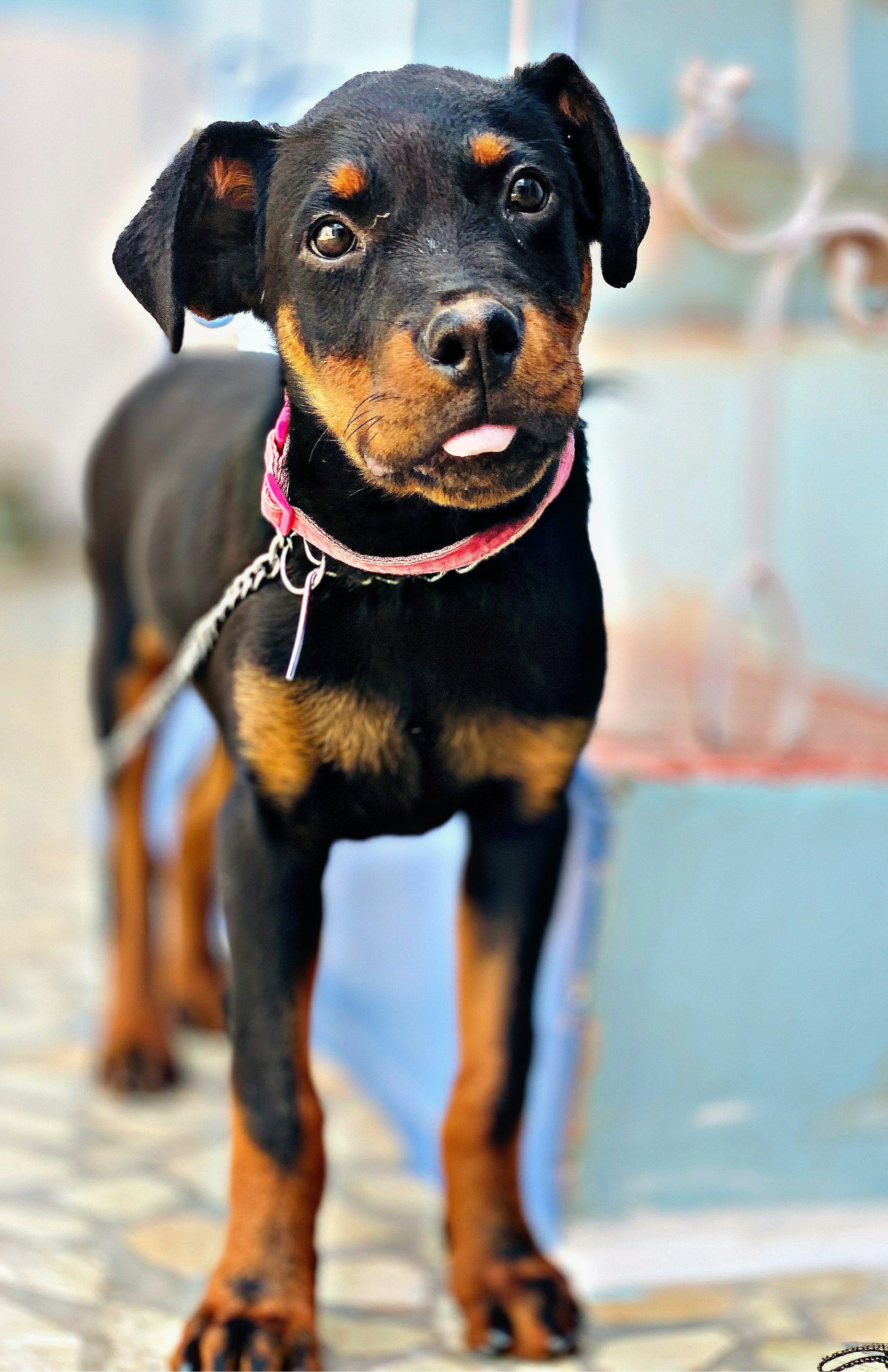 Black and tan rottweiler puppy photo – Free Dog Image on Unsplash
