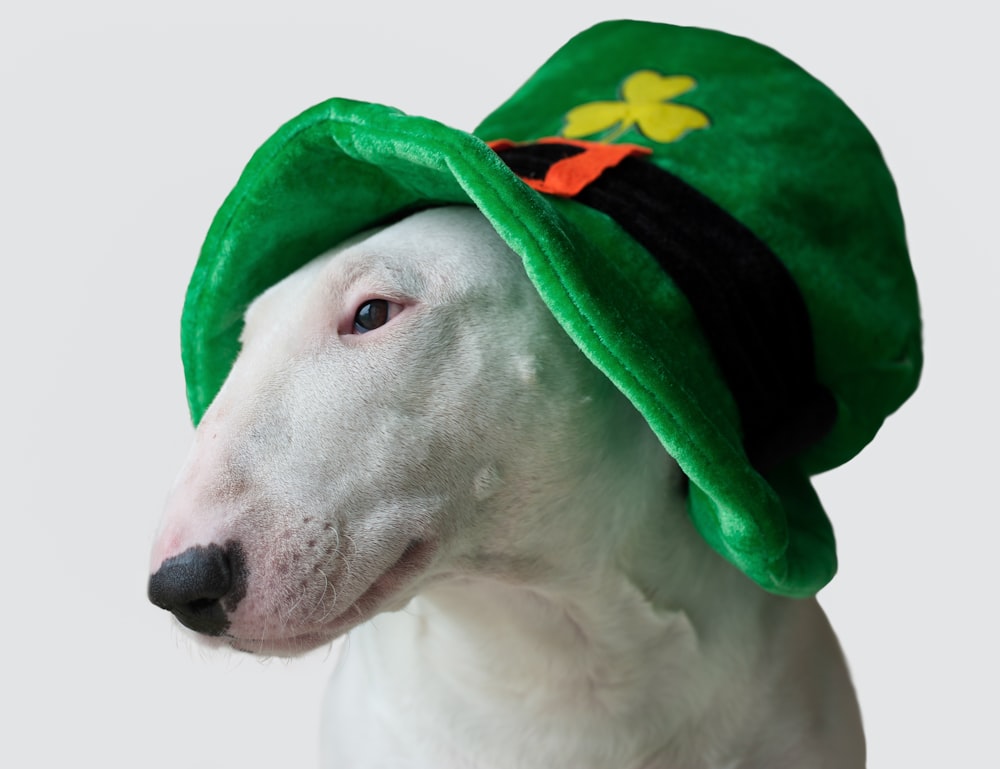 weißer kurzgekleideter Hund mit grünem und gelbem Hut