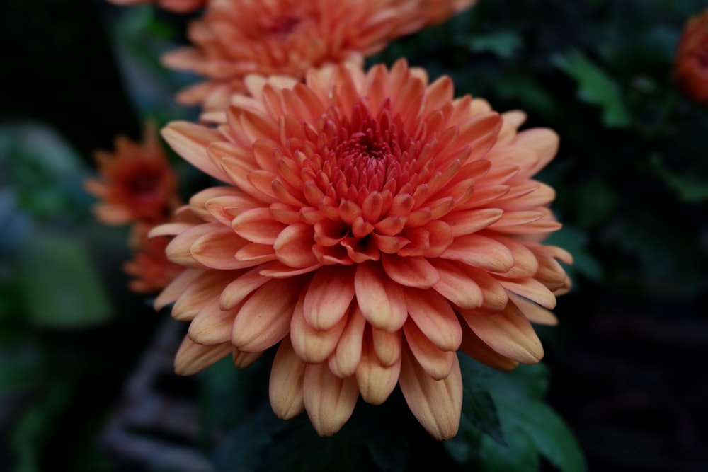 pink flower in tilt shift lens