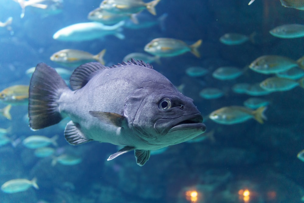 grey fish in water with school of fish